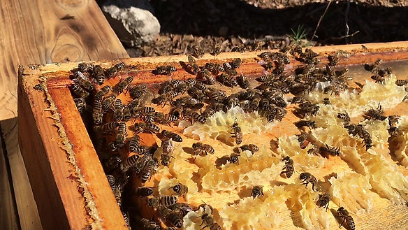 Réintroduction des abeilles au verger conservatoire